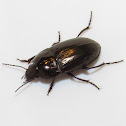 Ground beetle