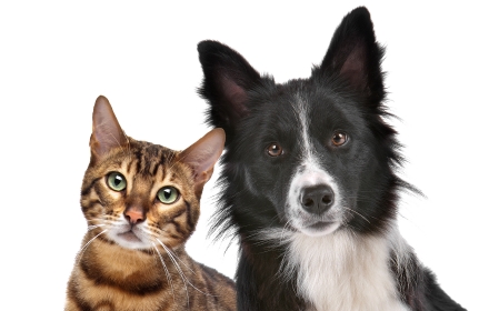 Cat and Dog small promo image