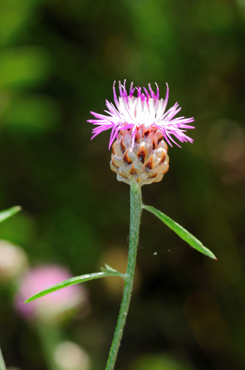 Knapweed