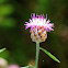 Knapweed