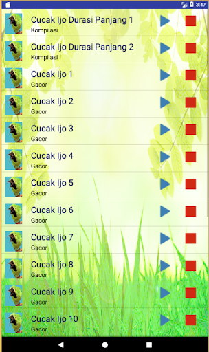 Suara Cucak Ijo MP3 Masteran