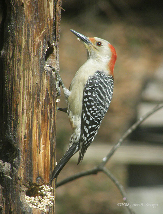 Red-bellied Woodpecker – Female