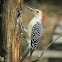 Red-bellied Woodpecker – Female