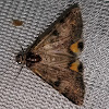 Erebid moth