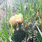 Prickly Pear