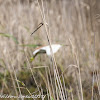 Squacco Heron; Garcilla Cangrejera