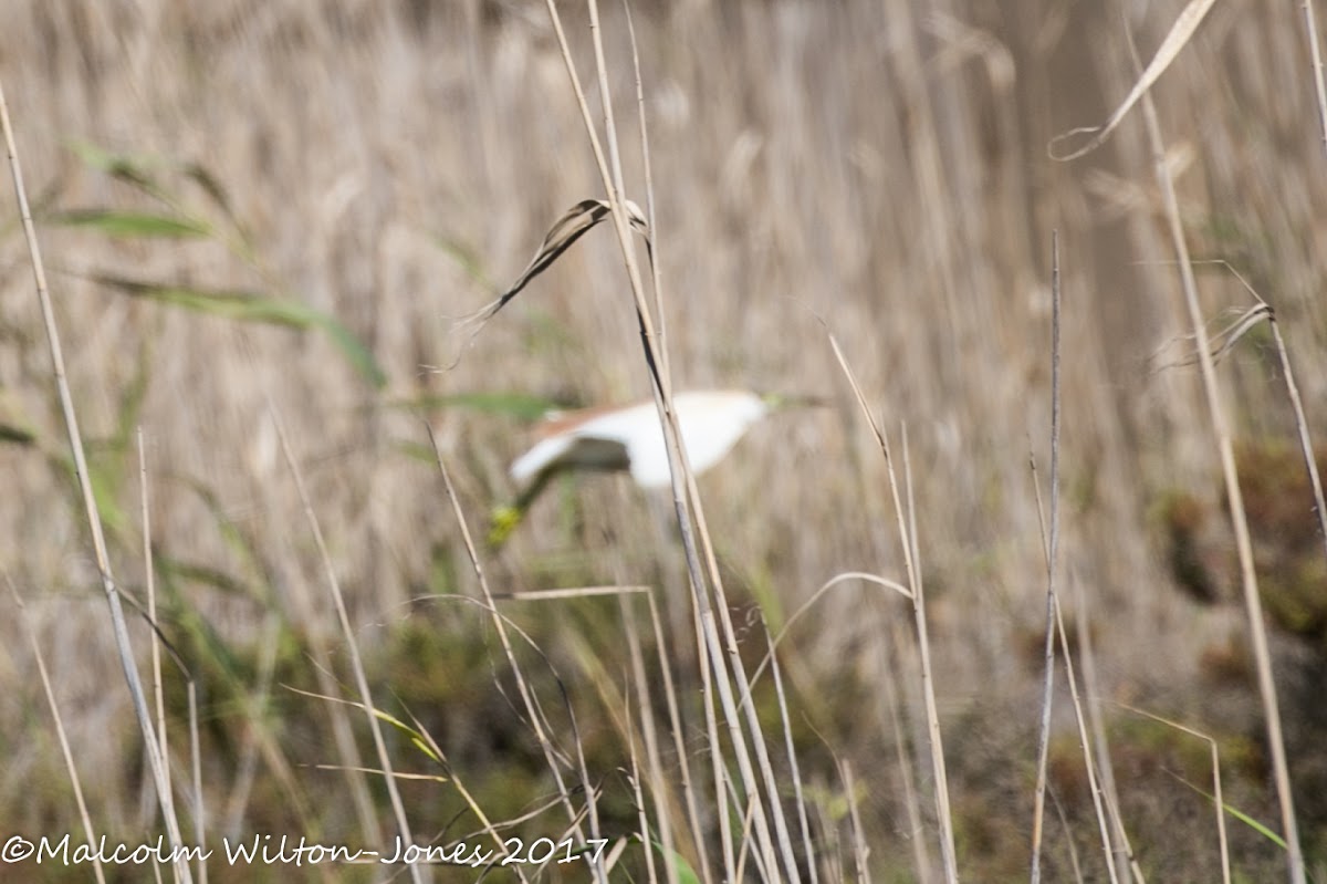 Squacco Heron; Garcilla Cangrejera