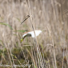 Squacco Heron; Garcilla Cangrejera