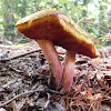 Zeller's Bolete