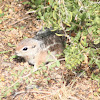 Harris's Antelope Squirrel