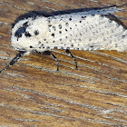 Wood leopard moth