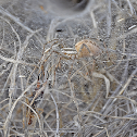 Grass Spider