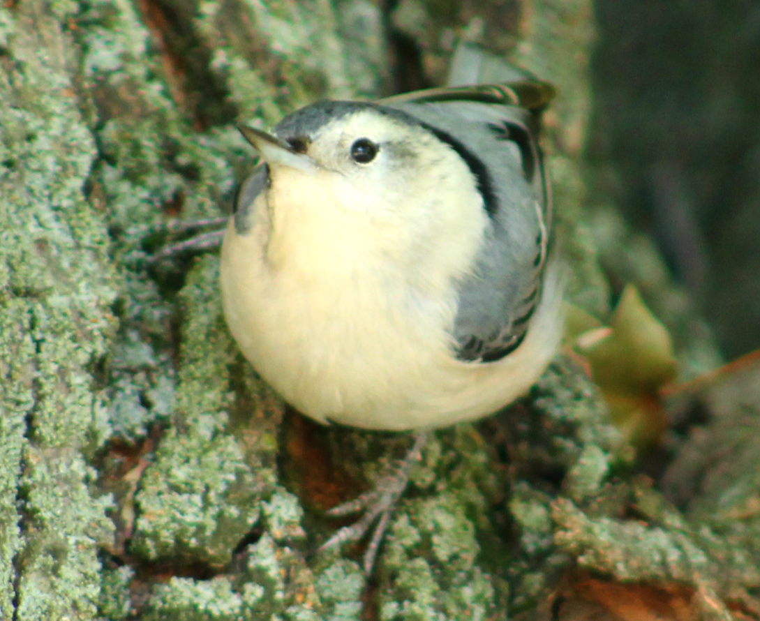 White-Breasted nuthatch