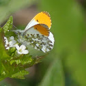 Orange-tip