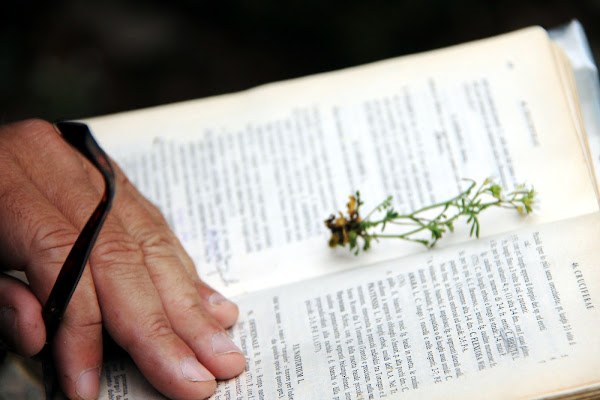 la mano del botanico di fmspino