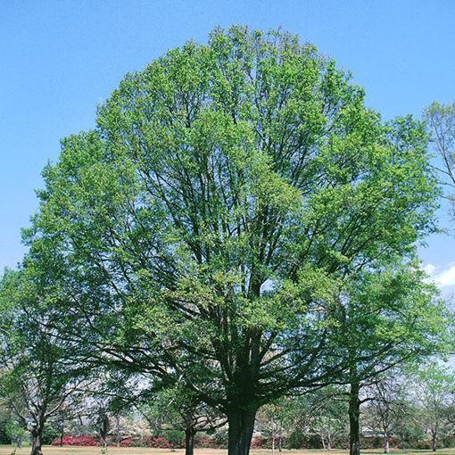 Picture of Willow Oak