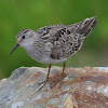 Temminck's Stint