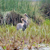 Black-necked Stork (Jabiru, Satin Stork)