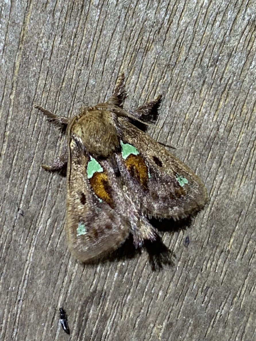 Spiny-oak slug moth