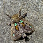 Spiny-oak slug moth