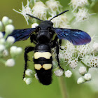 Double-banded Scoliid Wasp