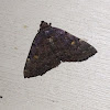 Common Idia Moth