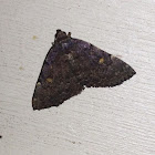 Common Idia Moth