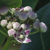 Giant Milkweed