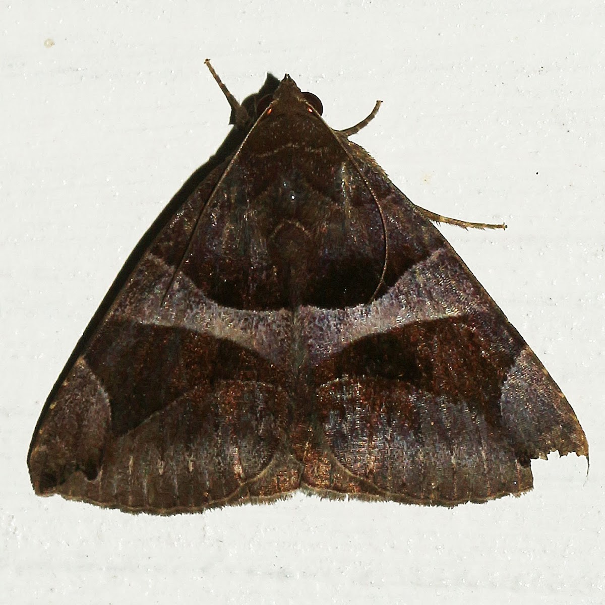 Erebid Moth