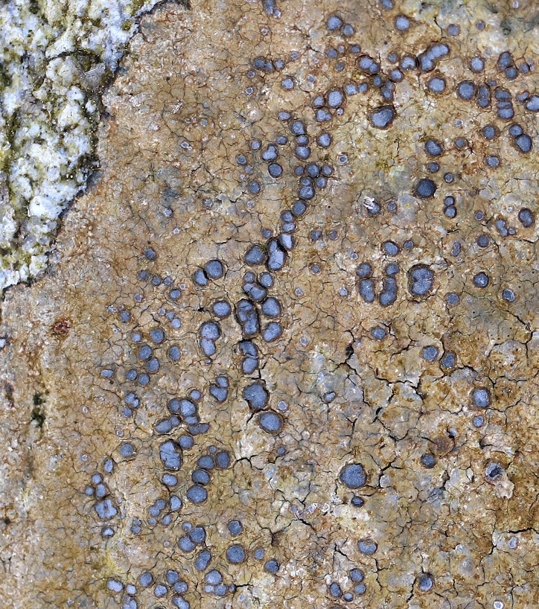 Smoky-eye Boulder Lichen