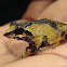 Horton Plains shrub frog