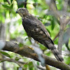 Crested Goshawk ( कल्की बेसरा )