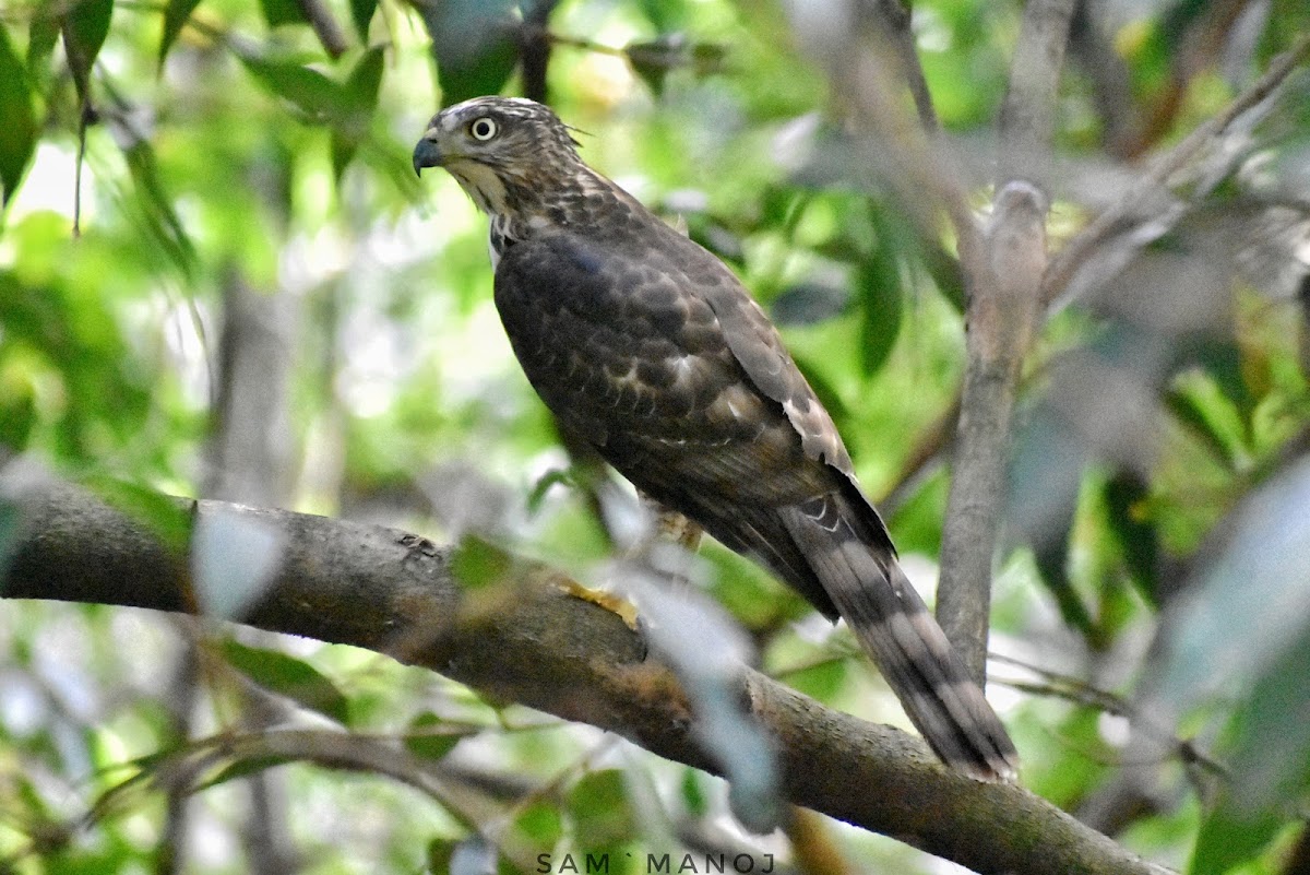 Crested Goshawk ( कल्की बेसरा )