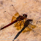 Orange-winged Dropwing