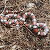 Red Milksnake