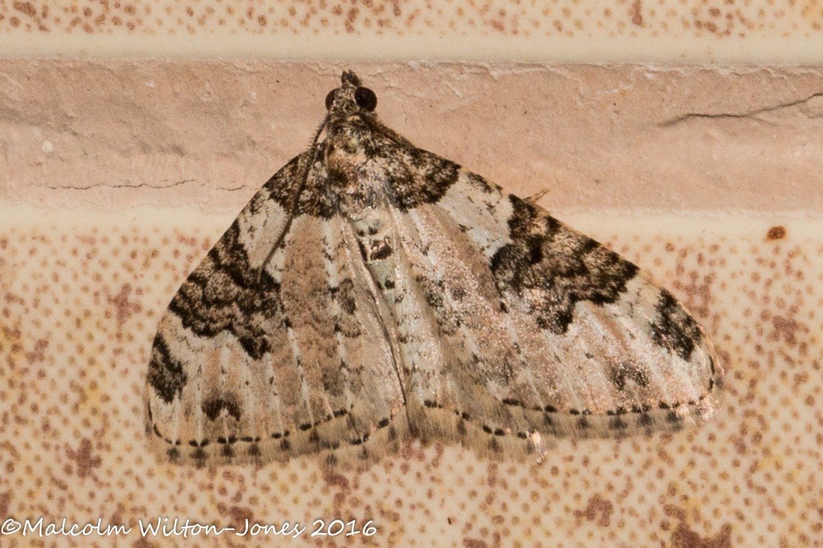 Garden Carpet