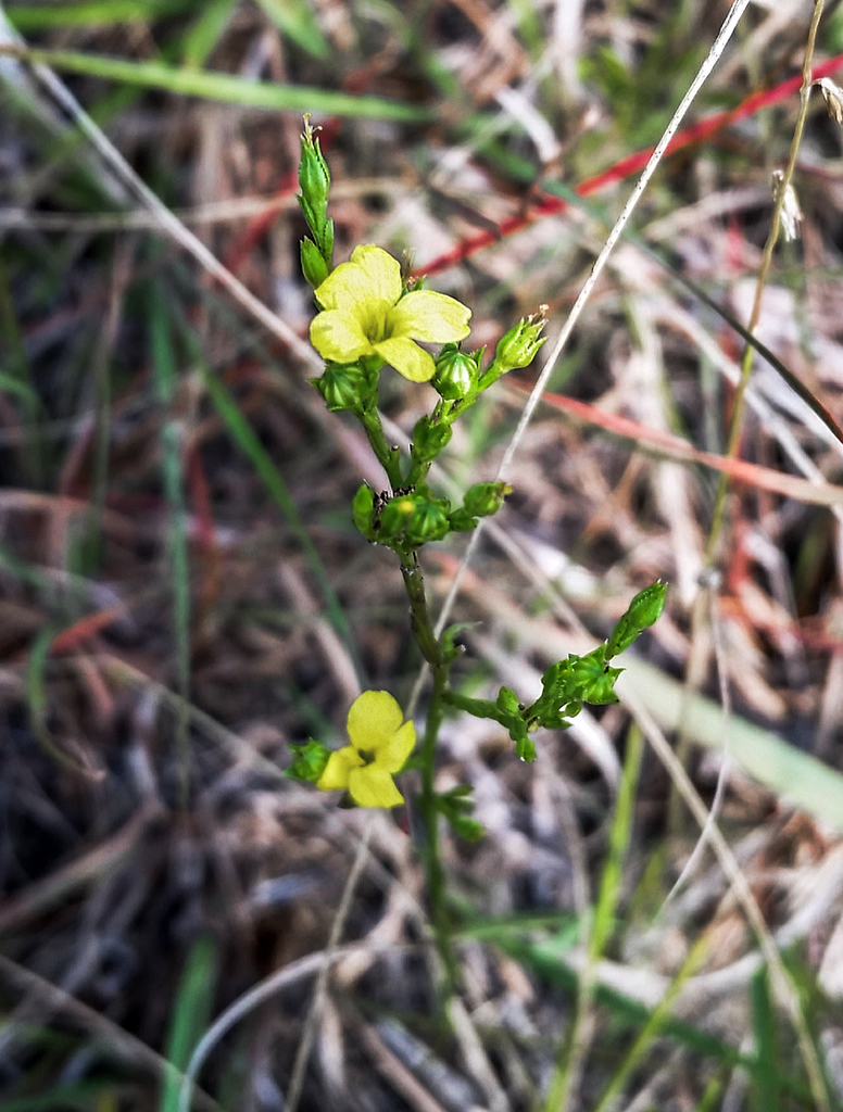 Grooved Yellow Flax