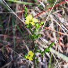 Grooved Yellow Flax