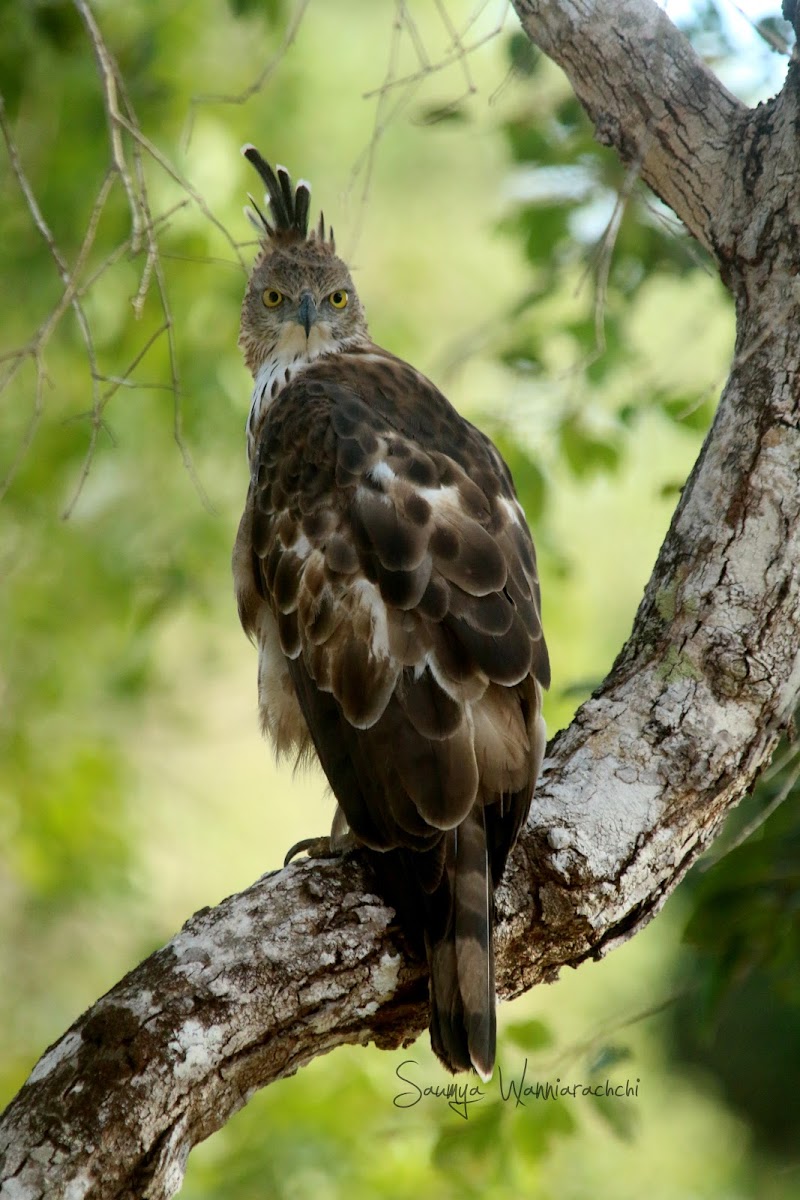 Changeable Hawk Eagle