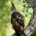 Changeable Hawk Eagle