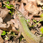 European green lizard