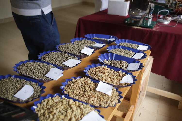 Sample of coffee beans at the newly launched factory in Katimok, Baringo North on Friday.