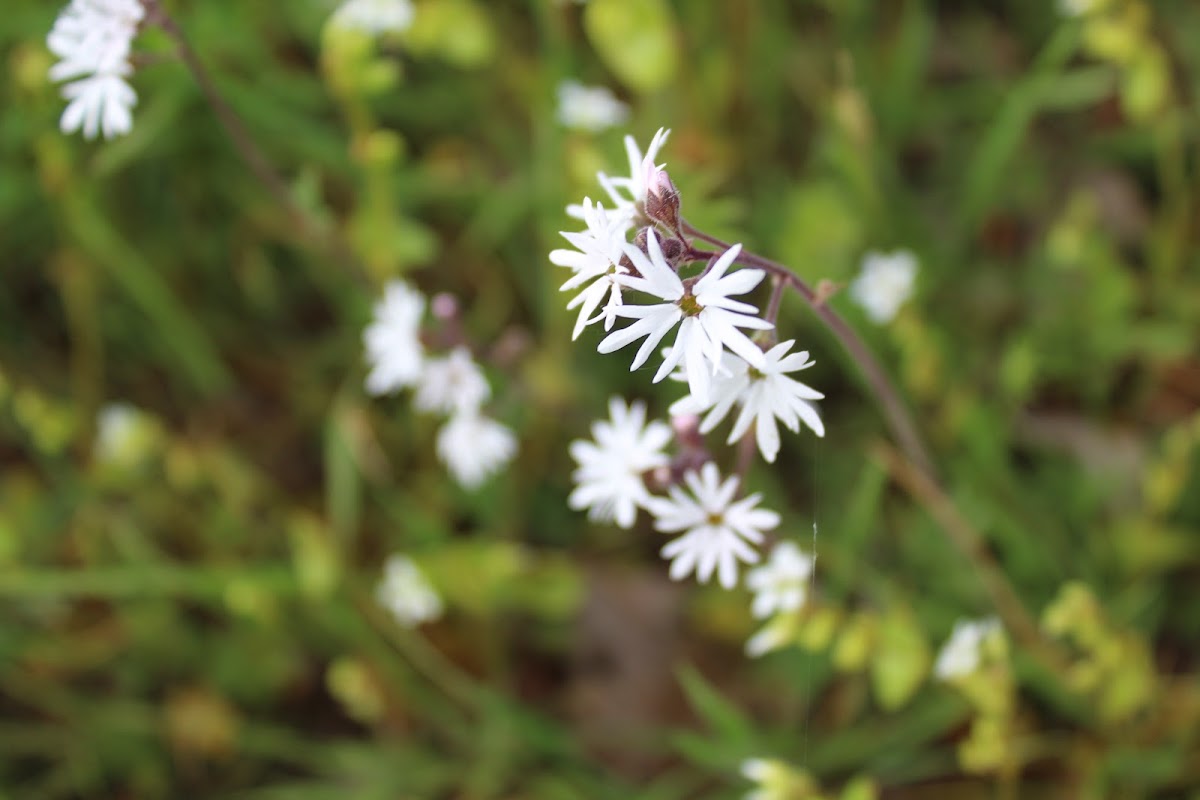 Woodland star