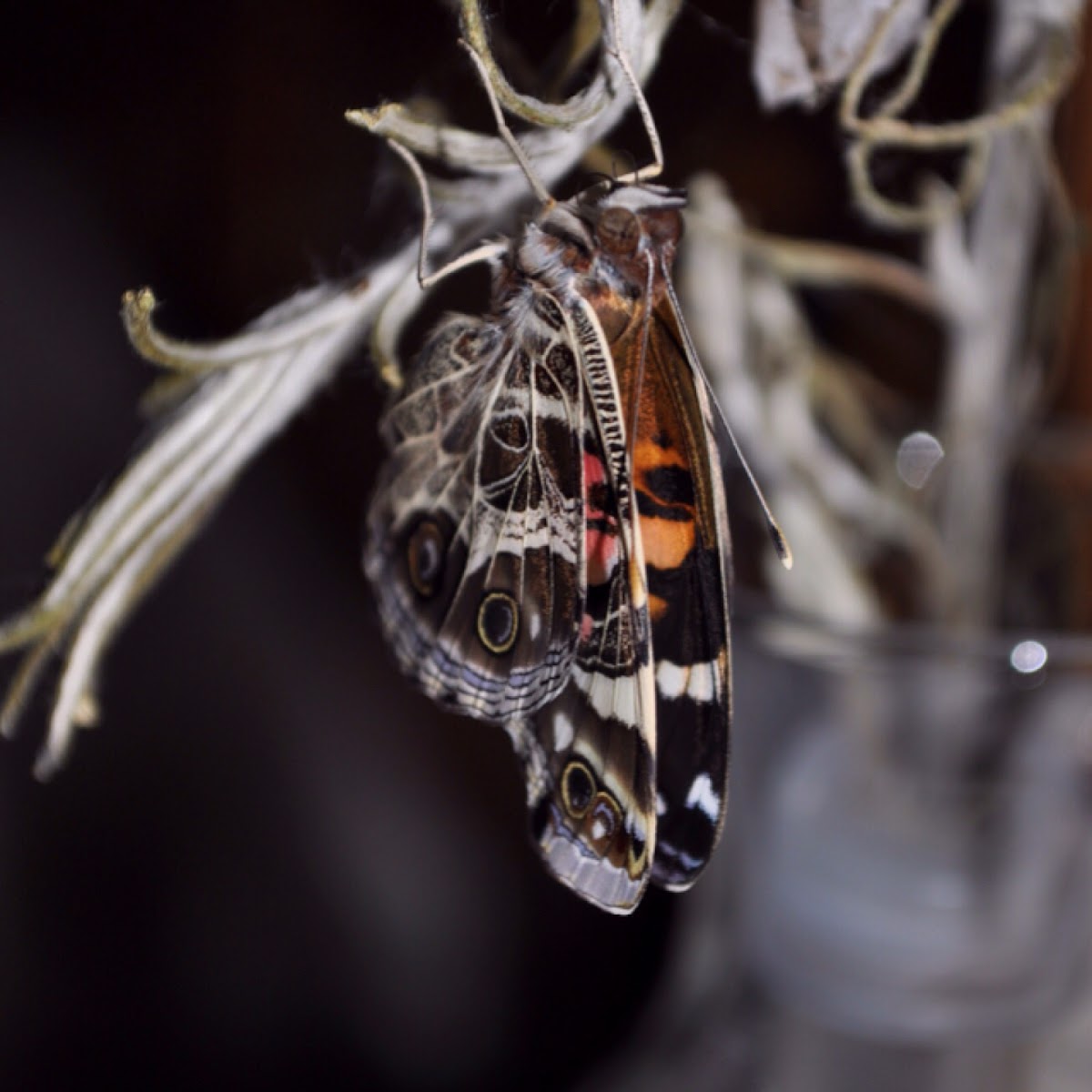 American Painted Lady