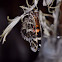 American Painted Lady