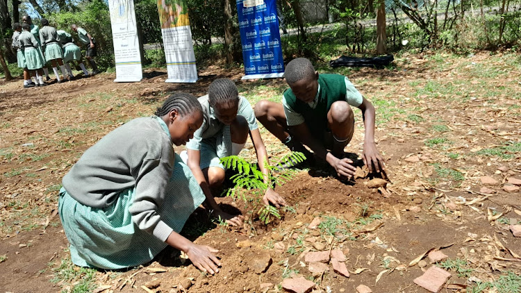 Class eight pupils of Victoria primary school in Kisumu joins the Lake Victoria Basin Commission's and Eco bank's staff in tree planting activities ahead of this year's Mara day celebrations to be held on 13th and 15th at Mugumu Town of Serengeti District in Tanzania. Image: DICKENS WASONGA