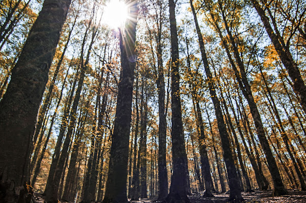 Autunno nel bosco di albertocastagnaphoto