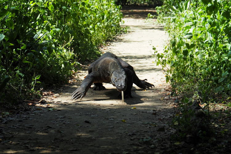 A Komodo dragon in Komodo National Park in Indonesia. Picture: REUTERS/HENNING GLOYSTEIN