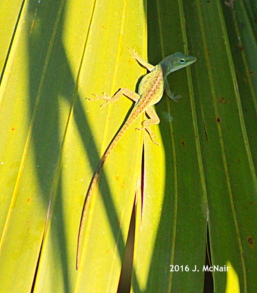 Green Anole