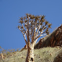 Quiver Tree